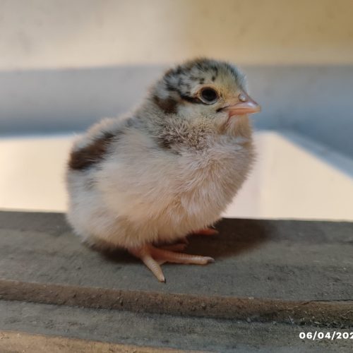 فروش جوجه محلی