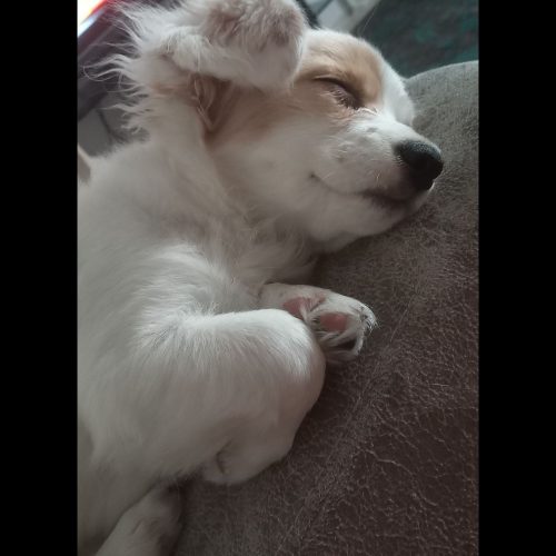 نژاد اشپیتز 7 ماهه شناسنامه دارد