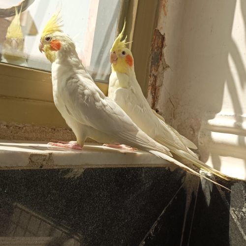 جفت عروس هلندی لوتینومولد