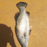 فروش ماهی سیباس عمده و خرده