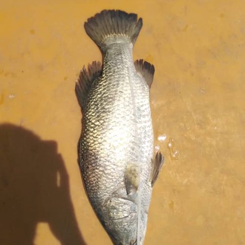 فروش ماهی سیباس عمده و خرده