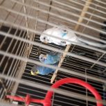 یک جفت مرغ عشق به شرط تخم