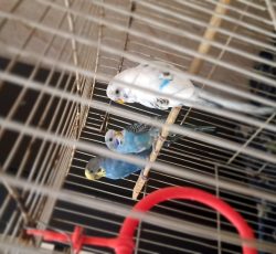 یک جفت مرغ عشق به شرط تخم