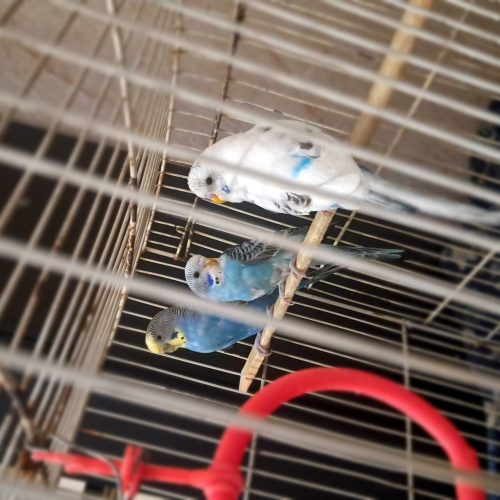 یک جفت مرغ عشق به شرط تخم