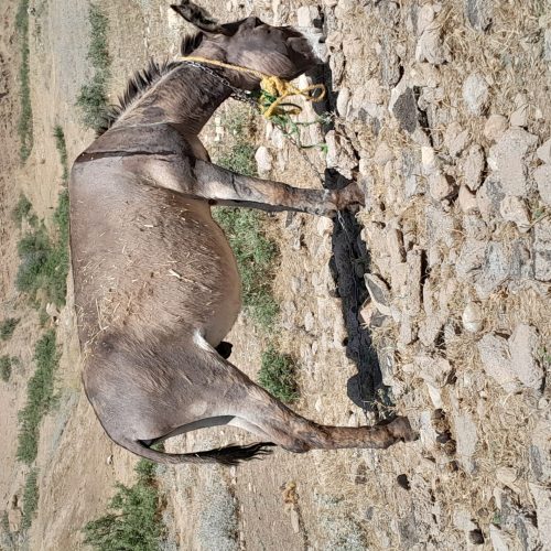 فروش یک عدد خر