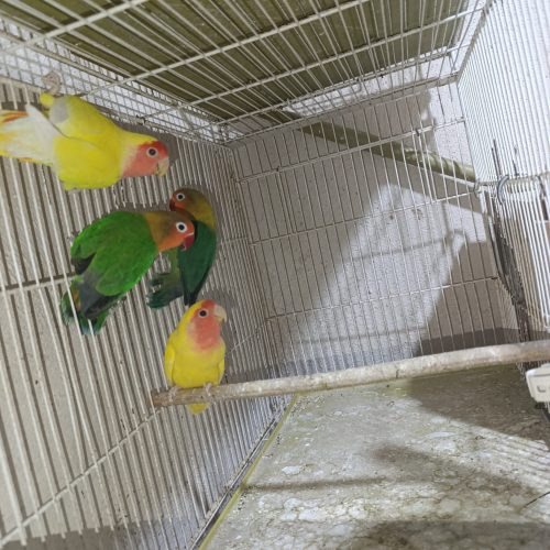 فروش دو جفت کوتوله برزیلی