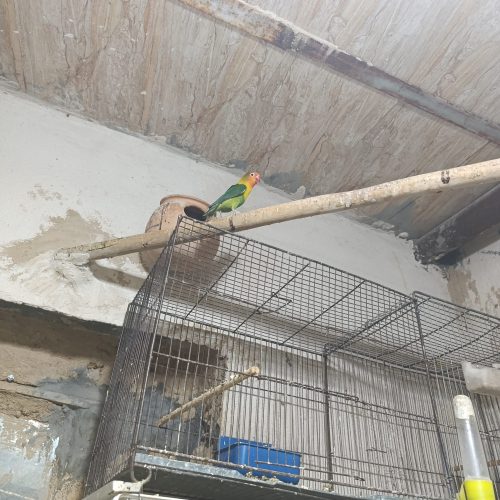 فروش دو جفت کوتوله برزیلی