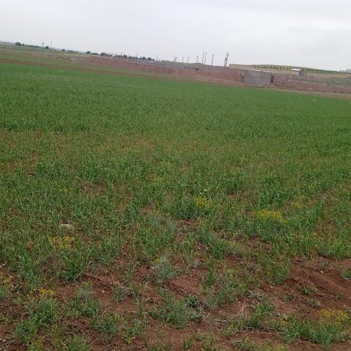فروش زمین کشاورزی نیم هکتار