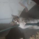 بچه گربه یه ماهه نر