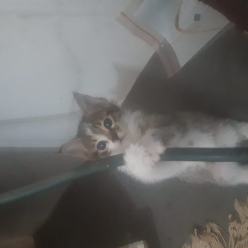 بچه گربه یه ماهه نر