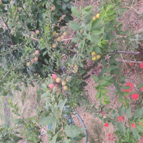 فروش زمین باغ