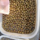 فروش انواع زیتون رودبار