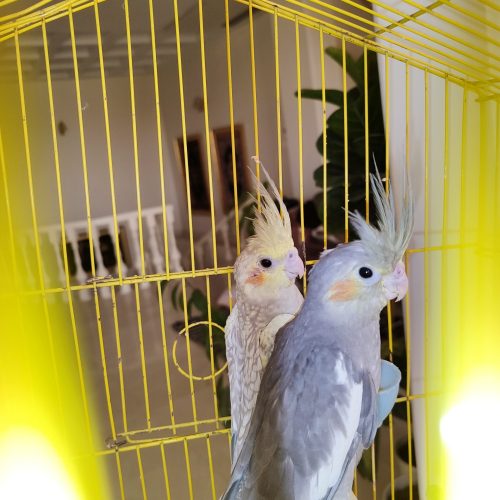 عروس هلندی جفت 2ماهه