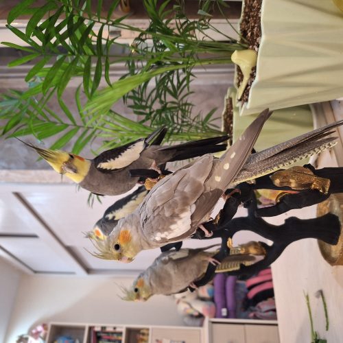 عروس هلندی ماده