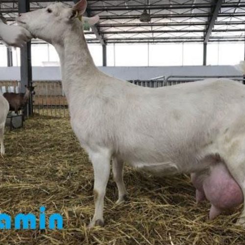 شیر بز سانن وآلپاین