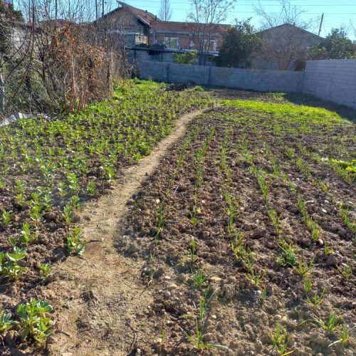 زمین مسکونی 240 متری