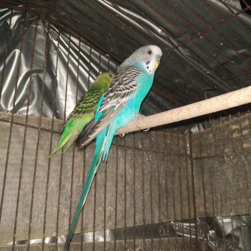 مرغ عشق دستی بالغ در جم