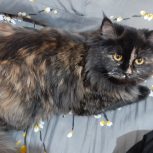 گربه مین کوین واسکاتیش