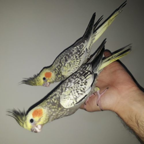 عروس هلندی نر و ماده 3 ماهه سخنگو