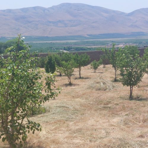 یک قطعه باغ ثمری