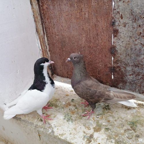 دم سفید و یال ماده