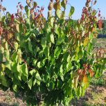 باغچه 400متری