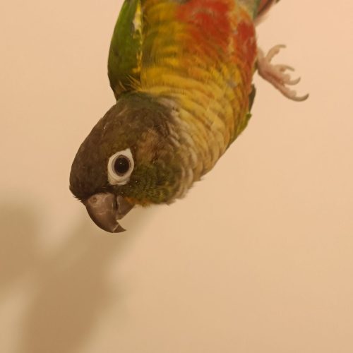 گرینچیک بازیگوش وسخنگو و دستی  ق