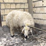 قوچ بزرگ و کاملاً سالم