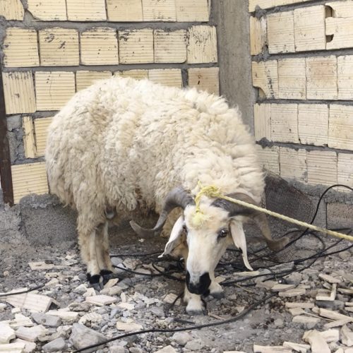 قوچ بزرگ و کاملاً سالم