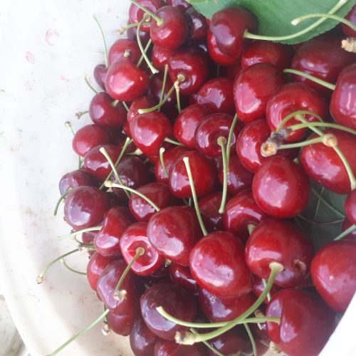 گیلاس تک دانه