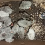 20 عدد جوجه (نژاد مرغ شاخدار)