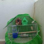 4عدد فنچ سالم با 2عدد قفس زیبا    1200000هزار تومان