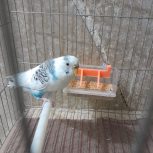 مرغ عشق نر نژاد انگلیسی