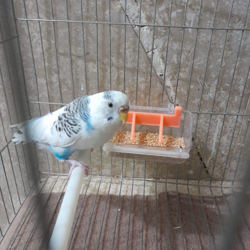 مرغ عشق نر نژاد انگلیسی