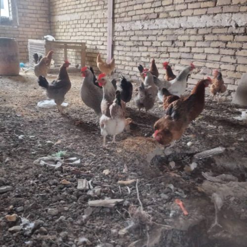 مرغ تخم کن سرحال