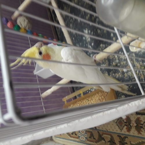 عروس هلندی لوتینو