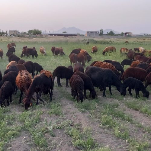 گوسفند افشار درجه یک