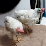 دو عدد جوجه خروس ویک عدد خلنگ