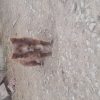 سگ پاکوتاه ماده 800هزار