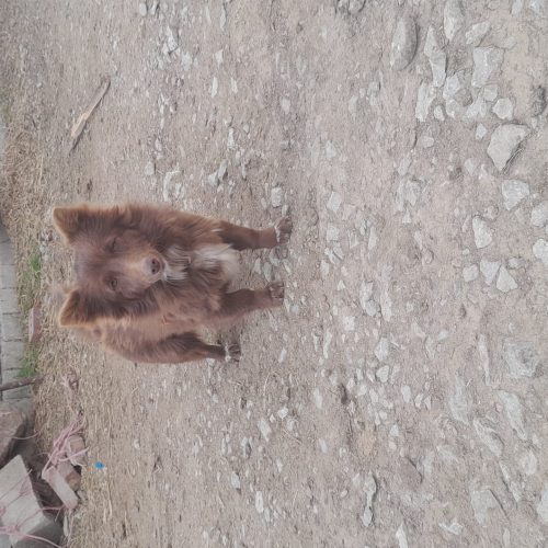 سگ پاکوتاه ماده 800هزار