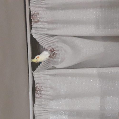 عروس هلندی لوتینو