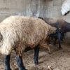 3 عدد گوسفند جوان آبستن    2 ماه شکم