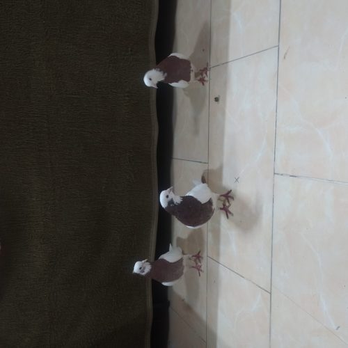 کلفه‌نرسرول