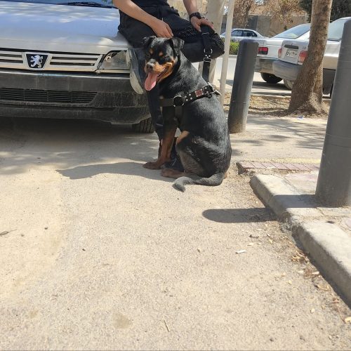 روتوایلر اصیل المانی