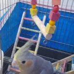 پرنده عروس هلندی