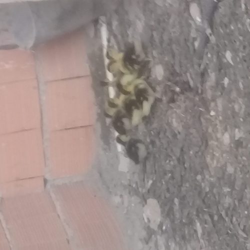 جوجه  اردک خارجی