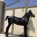 کره نریان 14 ماهه