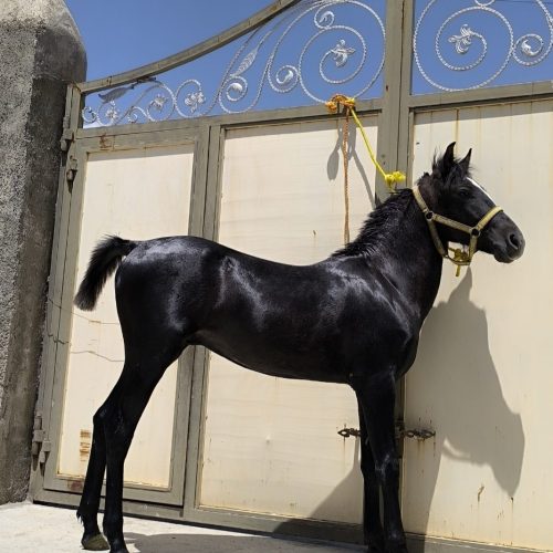 کره نریان 14 ماهه