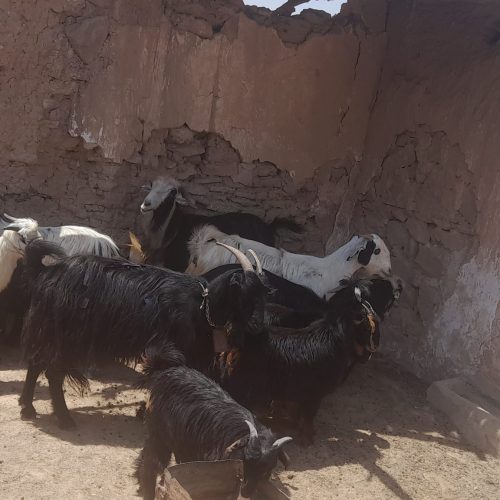 فروش چند رس بزوبیگ