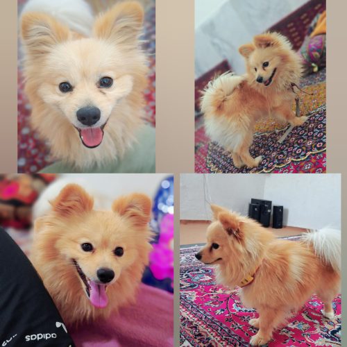 سگ شناسنامه دار نژاد روباهی